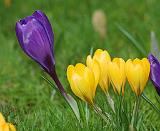 Crocus 8P032D-22